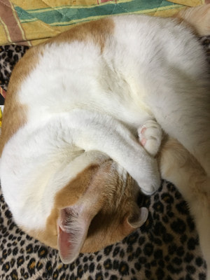 ボブという名の猫 　幸せのハイタッチ