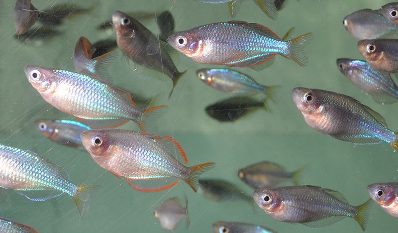 見れば見るほど 虹色に輝く魚たち 6月1日放送 えのすい Presents Life Of Aquarium Fm Yokohama 84 7