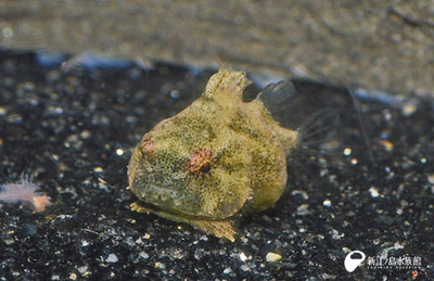 Animals0025500000001 Animals0025500000001