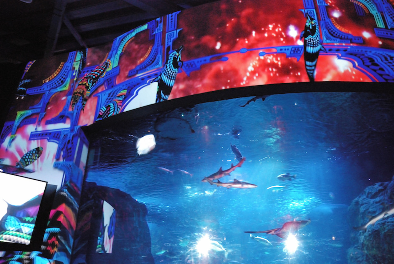 ミナミアメリカオットセイ アポロ と ライラ 10月27日放送 えのすい Presents Life Of Aquarium Fm Yokohama 84 7