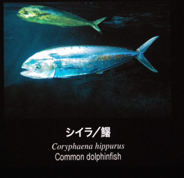 イルカの別名を持つ大型回遊魚 シイラ 2月9日放送 えのすい Presents Life Of Aquarium Fm Yokohama 84 7