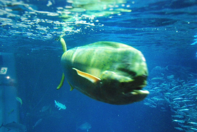 イルカの別名を持つ大型回遊魚 シイラ 2月9日放送 えのすい Presents Life Of Aquarium Fm Yokohama 84 7