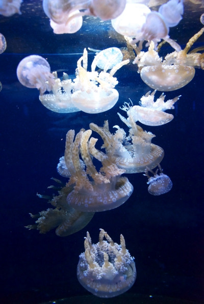 Photo_11