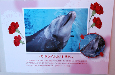 Photo_11
