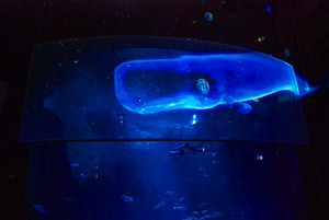 Photo_5