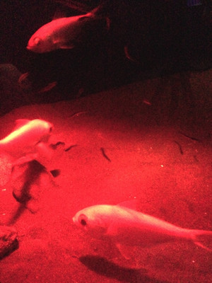 Photo_3