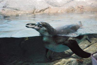 Photo_4
