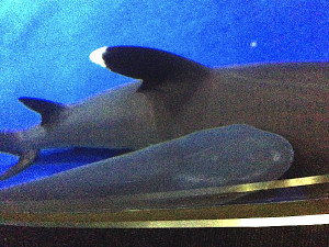 Photo_5