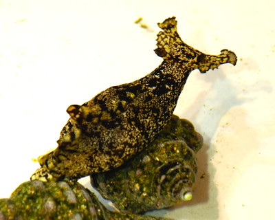 Photo_7
