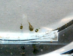Photo_7