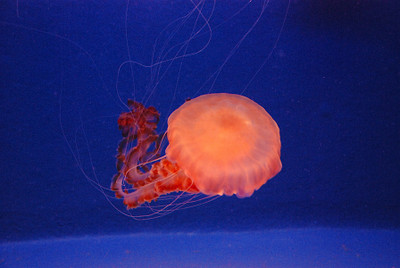Photo_3