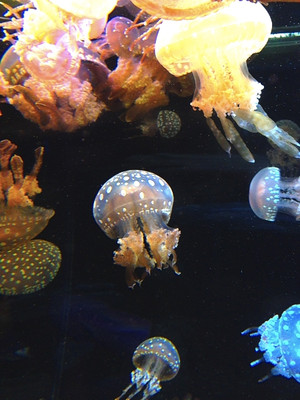 Photo_9