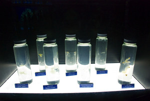 Photo_9