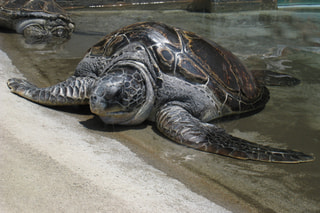 ５月２８日放送分〜ウミガメの浜辺でくつろくウミガメたち