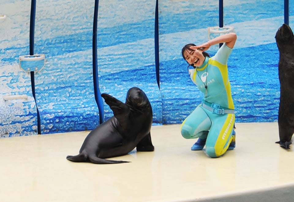 えのすい presents LIFE OF AQUARIUM - Fm yokohama 84.7
5月2日放送分〜スペインから来た2頭のオタリア近況!