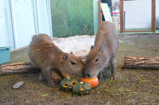 １０月１１日放送分〜カピバラのご飯・ハロウィン編