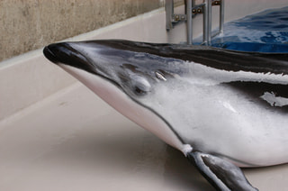 ２月１３日放送分〜日本の水族館最年長！えのすいのカマイルカのお話