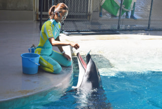 8月１５日〜カマイルカのシャワー！