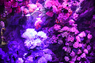 ６月６日放送分〜えのすいで紫陽花を楽しみましょう！「海中のあじさい水槽」＆「テーマ水槽　青い金魚と水槽で魅せるあじさい」