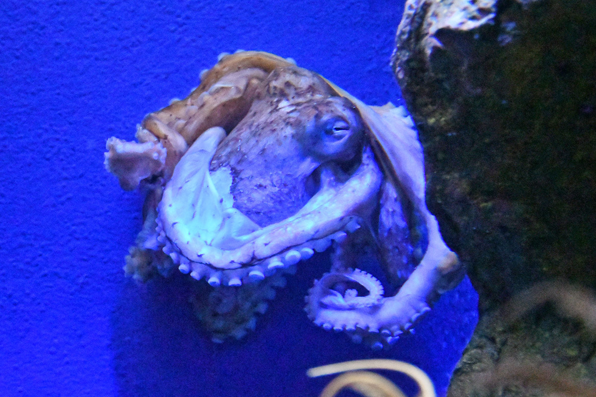 15日放送分〜深海性の生き物【ツノモチダコ】について！ | えのすい