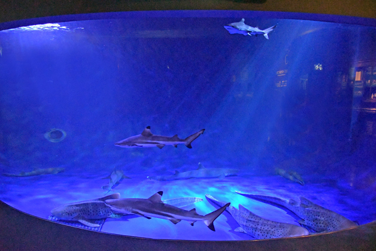 新江ノ島水族館限定 マルサン ラメ入り キングジョー450 ブルーグリッター 新江ノ島水族館限定 マルサン ラメ入り キングジョー450 ブルー