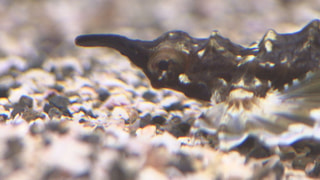2016えのすい新着生物(1月21日放送）