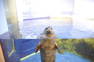 七五三を迎える生き物たち (11月10日放送）