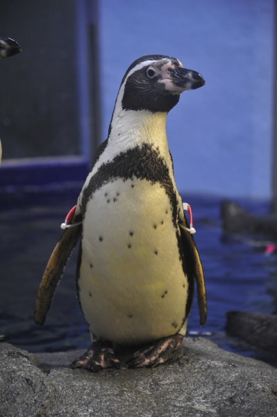 ご長寿ペンギン ルビー のご紹介 えのすい Presents Life Of Aquarium Fm Yokohama 84 7