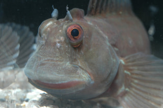 カエルの名がつく生き物たち　(6月2日放送）