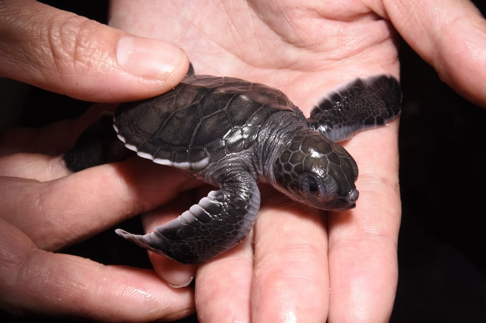 アオウミガメの赤ちゃん続々誕生 紀宝町ウミガメ公園 [三重県