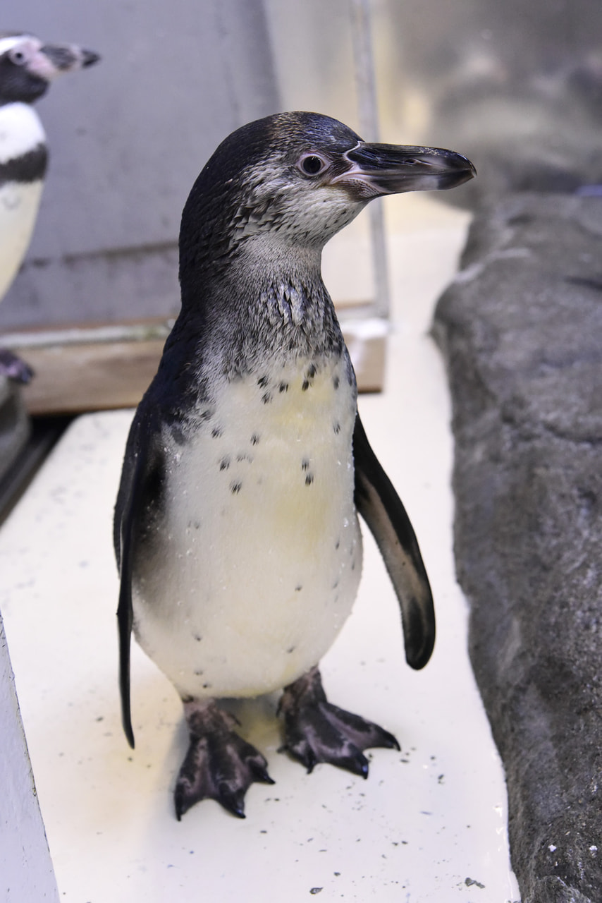 ペンギン 2019年1月_フンボルトペンギンの