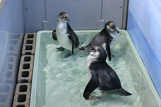 ７月２日〜今年生まれたペンギンの子供達の近況！