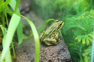 梅雨到来！ぬれた地面をつき進め！水辺の生き物たち(6月7日放送）