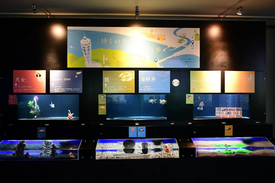 7月9日放送分〜テーマ水槽で珍しい金魚と江の島散歩はいかが！ | え