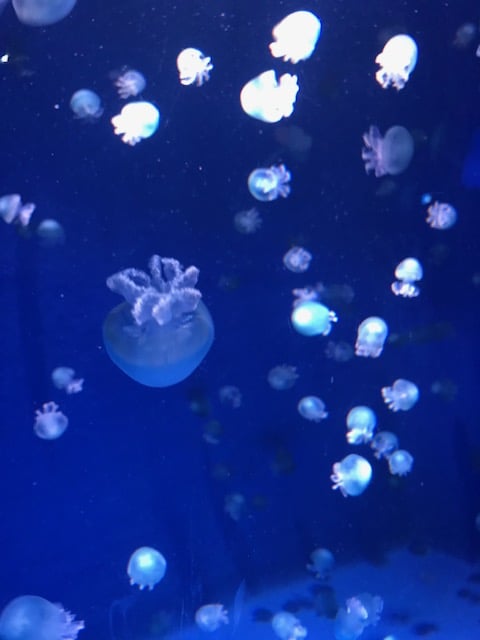 ３月１４日放送分 癒しのクラゲ 可愛くてフォトジェニックなキャノンボールジェリー えのすい Presents Life Of Aquarium Fm Yokohama 84 7