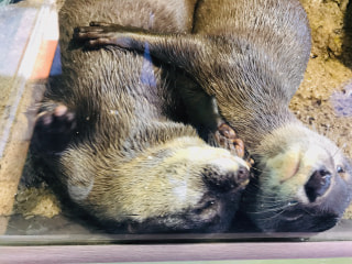 ３月１２日放送分〜休館中のえのすい、魚や動物たちの様子！