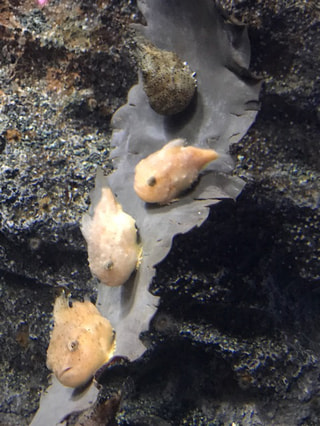 １月１７日放送分〜愛らしい人気の魚！フウセンウオ