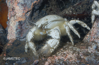 JAMSTEC沖縄調査航海続編・深海で出会った生き物(9月17日放送）