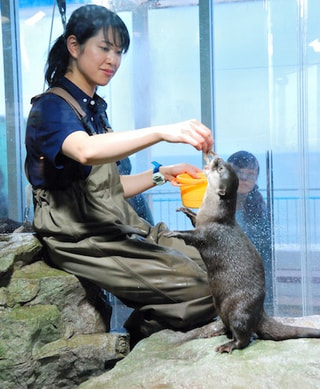 コツメカワウソ最新情報！(5月17日放送）