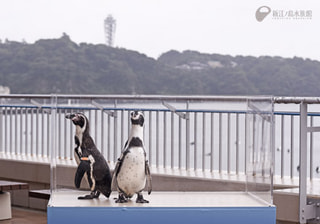 １１月２９日オンエア〜ペンギンのお散歩！