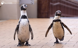 １０月３１日放送分〜ペンギンのお散歩