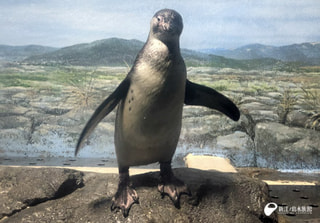 １月２３日放送分〜フンボルトペンギンの雛、今日から愛称募集スタート！