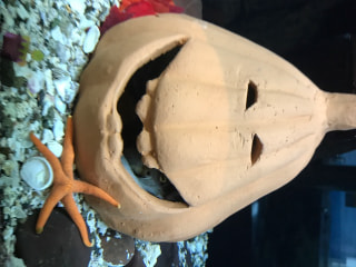 ハロウィンフェスティバルｉｎ新江ノ島水族館 (10月12日放送）