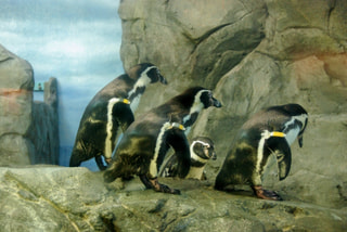 えのすいのペンギンたち(1月28日放送）