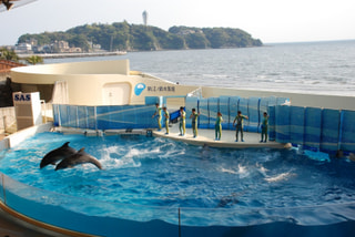 生物の宝庫　相模湾（7月3日放送）