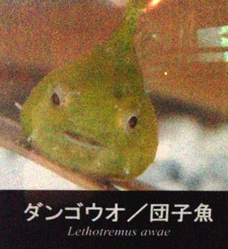 帰って来たダンゴウオ！　(２月25日放送）