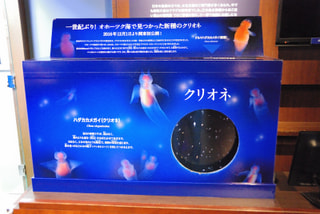 一世紀ぶりの発見！ダルマハダカカメガイ(1月19日放送）