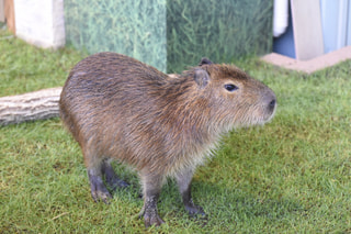 カピパラ～陽だまりの草原～(7月19日放送）