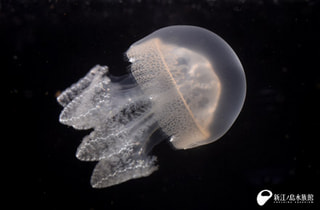 念願の繁殖に成功！ブルージェリー (7月27日放送）