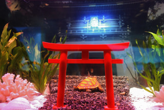 水槽コンテスト作品展(2月16日放送）